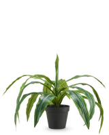 De Kunst Dracaena in pot UV 50 cm heeft lange, overhangende groene bladeren en wordt geleverd in een zwarte pot, tegen een effen witte achtergrond.
