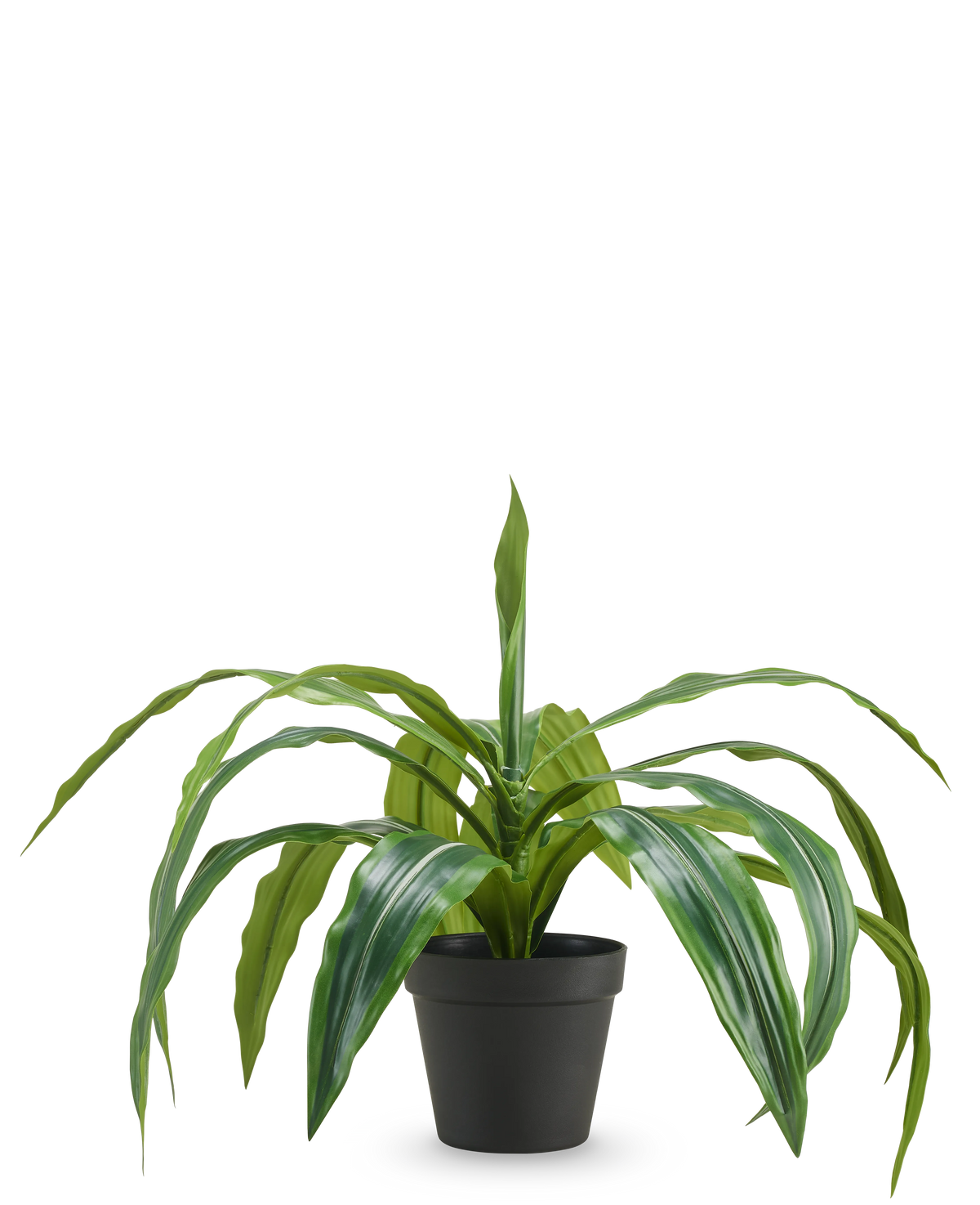 La Dracaena artificiale in vaso UV 50 cm ha lunghe foglie verdi sporgenti e viene fornita in un vaso nero, su sfondo bianco a tinta unita.