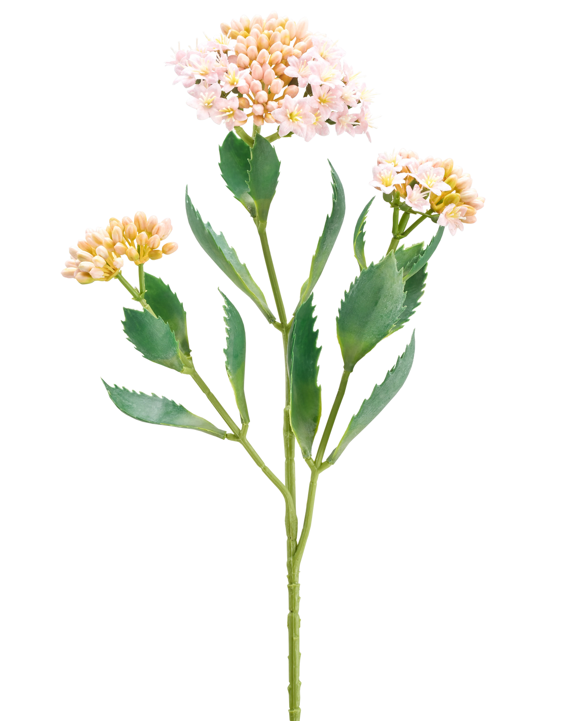 Il fiore artificiale Kalanchoe 47 cm rosa ha un unico stelo verde con tre mazzi di piccoli fiori rosa chiaro e color pesca e foglie verdi allungate seghettate, isolate su sfondo bianco.