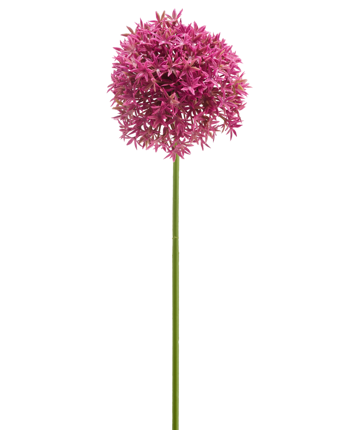 Il Fiore Artificiale Mini Allium 60 cm malva presenta un lungo stelo verde sormontato da un grande grappolo sferico di piccoli fiori color malva a forma di stella, raffigurati su sfondo bianco.