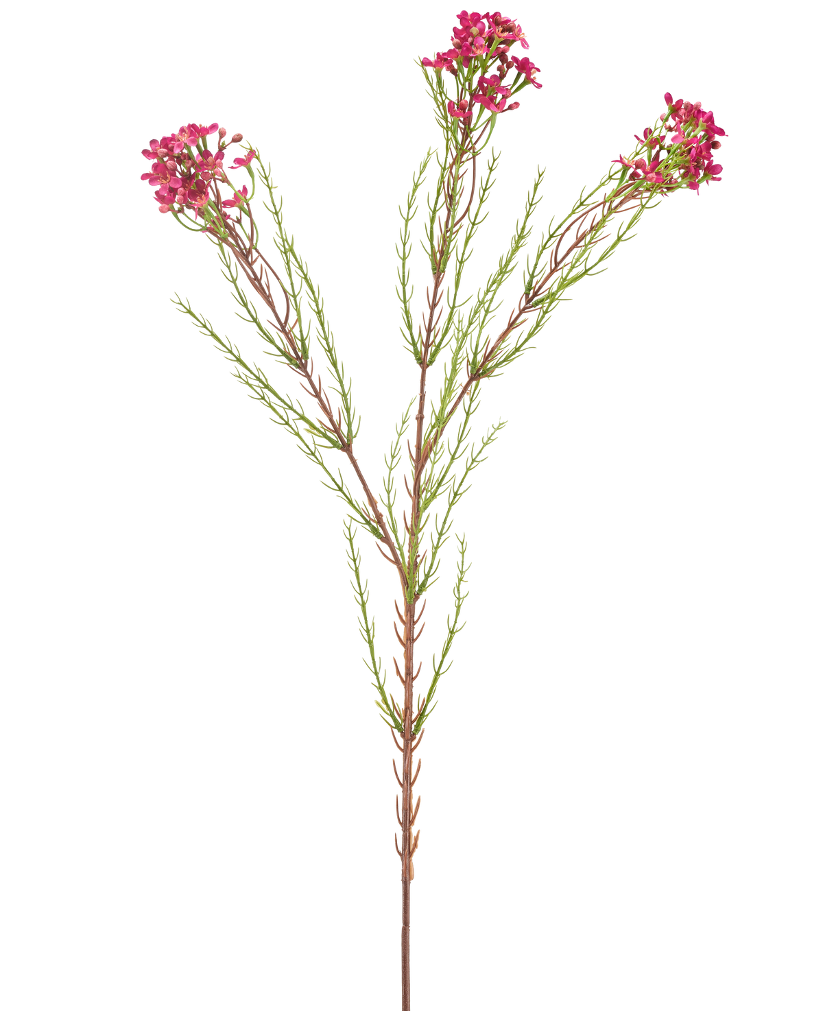 Il fiore artificiale in cera 78 cm rosa antico ha un unico stelo verde con sottili foglie aghiformi e mazzi di piccoli fiori rosa antico alle estremità, isolati su fondo bianco.