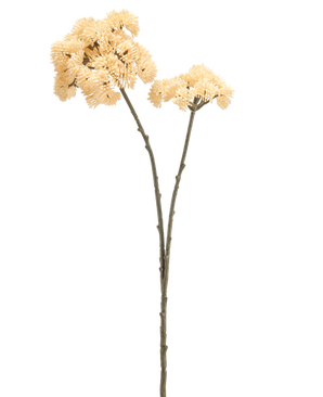 Due alti Sedum di fiori artificiali che misurano 70 cm con steli color crema con steli verde-marroni e mazzi di fiori pom-pom appuntiti color crema sono mostrati su un semplice sfondo bianco.