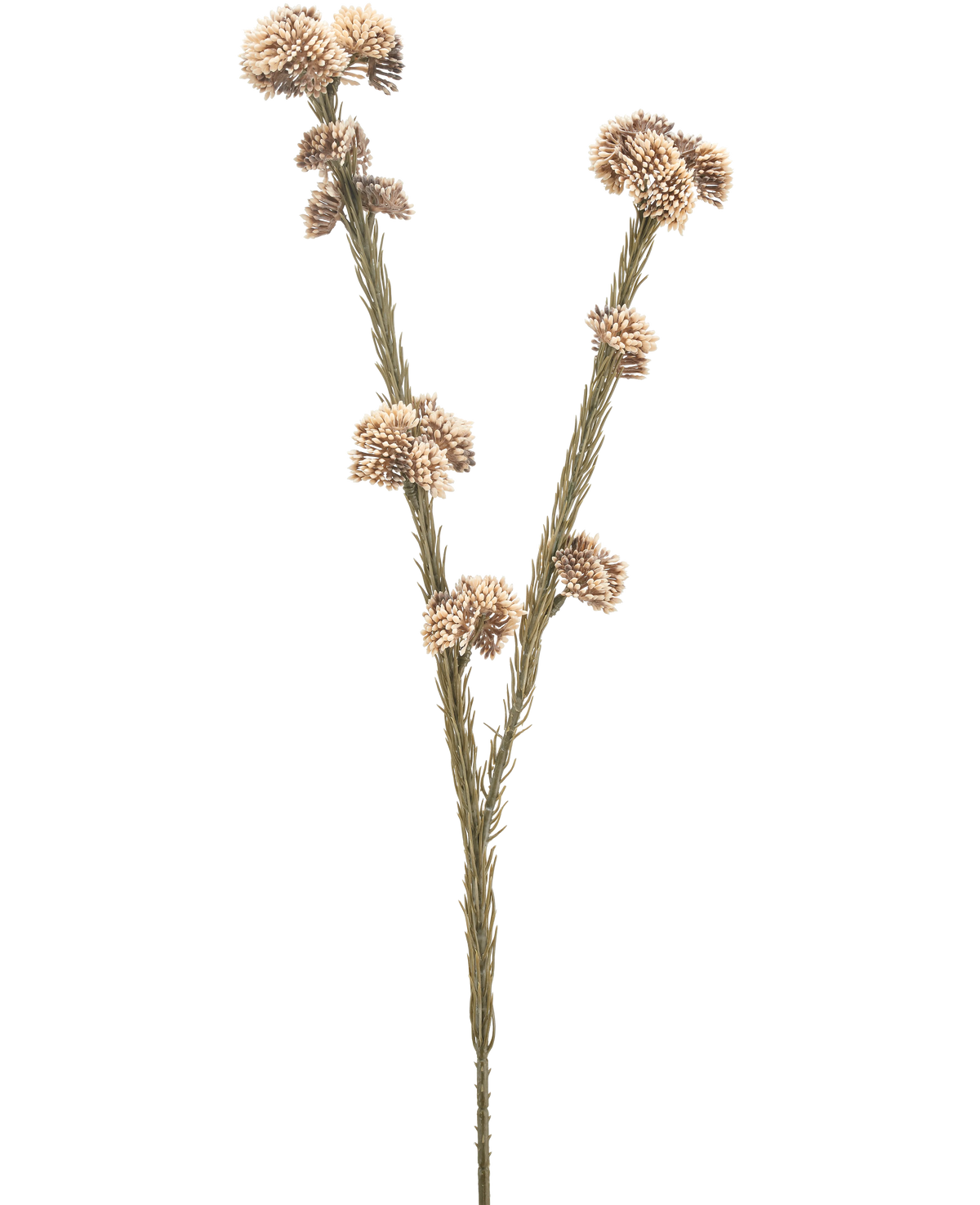 Il fiore artificiale Ozothamnus diosmifolius 57 cm crema/marrone ha un singolo stelo essiccato con due rami, ciascuno con grappoli di piccoli fiori appuntiti rotondi, beige e marroni su uno sfondo bianco semplice.