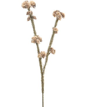 Il fiore artificiale Ozothamnus diosmifolius 57 cm crema/marrone ha un singolo stelo essiccato con due rami, ciascuno con grappoli di piccoli fiori appuntiti rotondi, beige e marroni su uno sfondo bianco semplice.
