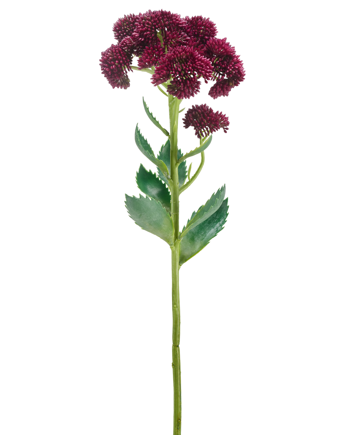 Un singolo fiore artificiale Sedum viola da 57 cm ha un lungo stelo verde con mazzi di piccoli fiori viola scuro e foglie verdi, isolati su sfondo bianco.