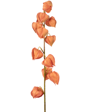 La pianta lanterna con fiori artificiali da 79 cm arancione ha un unico stelo con molteplici bucce arancioni a forma di lanterna, disposte verticalmente e simili al physalis essiccato, su un semplice sfondo bianco.