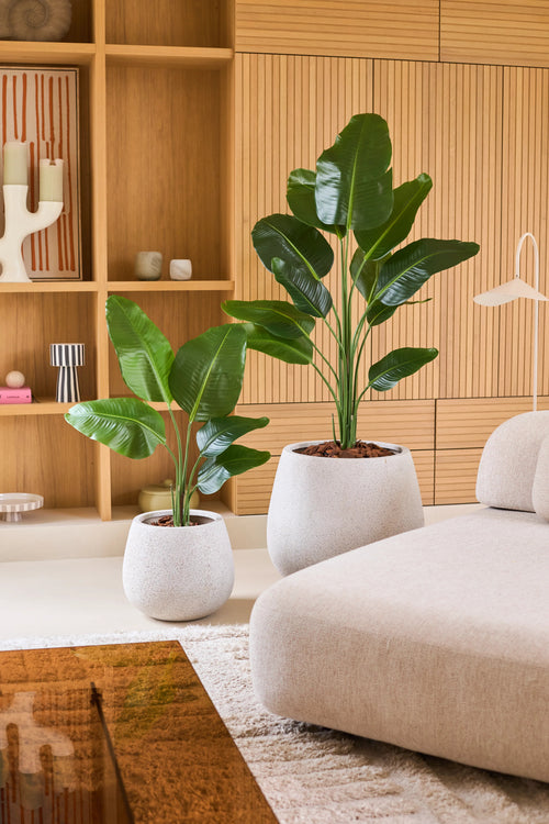 Due piante in vaso artificiale Strelitzia 150 cm real touch2, con grandi foglie verdi e realistiche, stanno su un pavimento bianco accanto a un divano beige. Dietro c'è uno scaffale in legno con oggetti decorativi, che conferisce all'accogliente soggiorno un aspetto moderno.