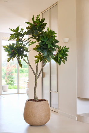 Una pianta artificiale, un albero di fico Ficus Carica di 210 cm in un vaso rotondo beige, campeggia in una stanza luminosa e moderna, con pareti chiare e grandi finestre che lasciano entrare molta luce naturale.