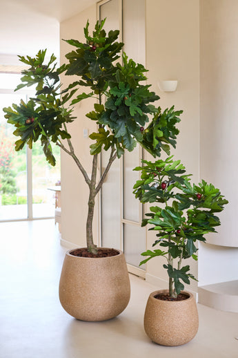 Twee Kunstplant Ficus Carica-vijgenbomen, elk 210 cm hoog en met weelderig groen blad, staan binnenshuis bij een licht raam tegen een muur en vloer in neutrale kleuren.