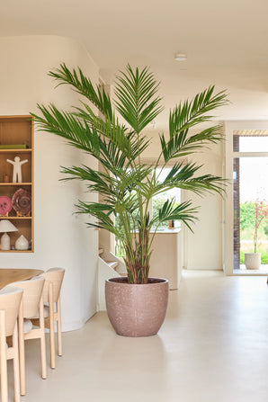 Una pianta artificiale, una palma Kentia di 270 cm, troneggia in uno spazio abitativo luminoso e moderno con pareti chiare, mobili in legno e scaffali a giorno su cui sono esposti oggetti decorativi. La luce naturale entra nella stanza attraverso una porta a vetri sullo sfondo.