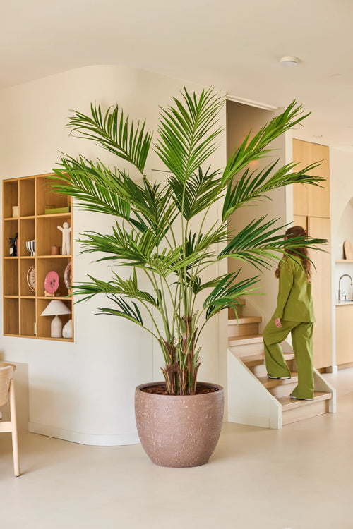 Una pianta artificiale, una palma Kentia di 270 cm, troneggia in un soggiorno moderno e beige. Sullo sfondo una persona vestita di verde sale le scale, mentre sulla parete sinistra sono fissate mensole in legno con decorazioni.