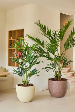Due piante di palma artificiale Artificial Kentia Palm di 240 cm si trovano su un pavimento chiaro in una stanza moderna e minimalista con pareti neutre, scaffali in legno e una scala sullo sfondo.