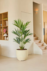 Een kunstplant, een Kentia-palm van 150 cm, staat op een lichte vloer in een moderne, minimalistische kamer met houten planken en een trap op de achtergrond.