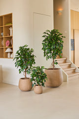 Tre piante d'appartamento in vasi di diverse dimensioni, tra cui la pianta artificiale Ficus Green da 90 cm, sono disposte su un pavimento chiaro vicino a una scala, con ripiani in legno e accessori per la casa sullo sfondo: una disposizione ideale di piante da ufficio per qualsiasi spazio di lavoro moderno.