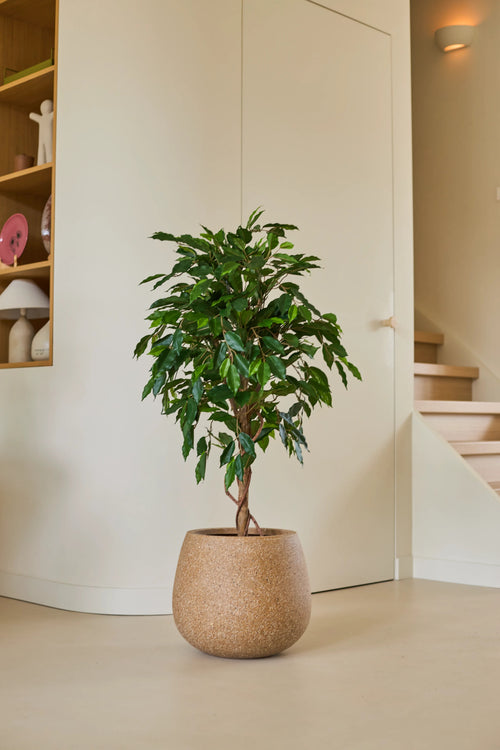 Una pianta artificiale di Ficus Green di 120 cm con foglie verdi lucide si erge su un pavimento chiaro in una stanza moderna e minimalista, vicino ad una scala in legno e mensole decorate con oggetti decorativi.