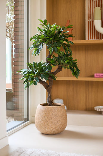 Een Kunstplant Ficus Crazy van 120 cm met weelderig groen blad staat binnenshuis bij een raam, naast houten planken met decoratieve voorwerpen en kleurrijke sierpotten. Te midden van deze opstelling geeft deze unieke gekleurde plant de gezellige sfeer een extra vleugje charme.
