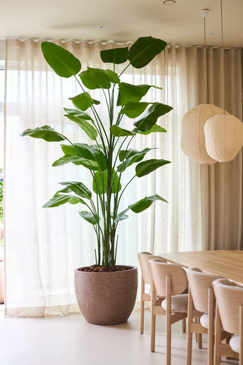 De Kunstplant Strelitzia Real Touch Deluxe van Easyplants, met een hoogte van maar liefst 300 cm en indrukwekkende groene bladeren, zorgt voor een natuurlijke elegantie naast een houten eettafel en stoelen in een lichte kamer met transparante gordijnen en hangende papieren lantaarns, en dat alles zonder dat er onderhoud nodig is.