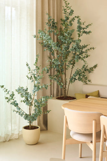 Due piante artificiali di eucalipto artificiale di 150 cm, posizionate accanto a tende trasparenti e pareti beige, abbinate a un tavolo da pranzo e sedie in legno chiaro in un interno minimalista e moderno.