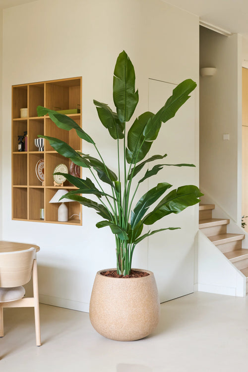 Una pianta artificiale di Strelitzia Nicolai Deluxe di 210 cm con lunghe foglie verdi sta accanto a una sedia di legno in una stanza moderna e minimalista con pareti bianche, ripiani in legno e una scala sullo sfondo. Questa pianta artificiale tropicale dona allo spazio contemporaneo un tocco di naturale eleganza.