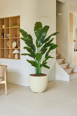 De Kunstplant Strelitzia Nicolai Deluxe 180 cm staat statig in een beige pot en vormt een prachtige aanvulling op een moderne, minimalistische woonruimte met lichte muren, een houten trap en een wandplank versierd met decoratieve voorwerpen — perfect om een tropisch vakantiegevoel in huis te halen.