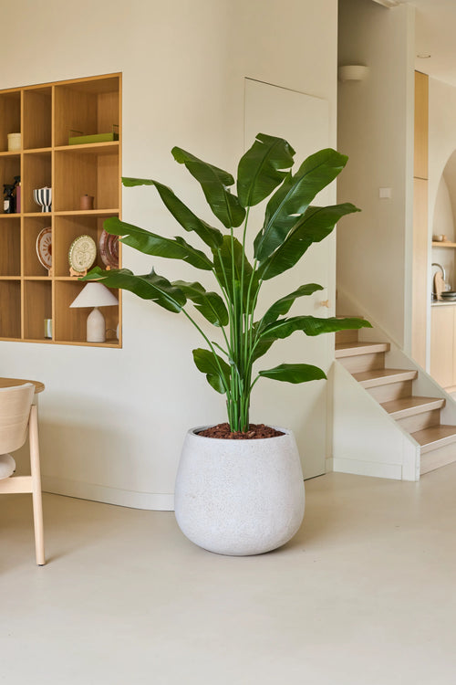 La pianta artificiale Strelitzia Nicolai Deluxe 180 cm, con le sue ampie foglie verdi, si trova su un pavimento chiaro in un soggiorno moderno e minimalista vicino alle scale e su una rastrelliera in legno con oggetti decorativi, e dona alla stanza un'atmosfera di vacanza tropicale.