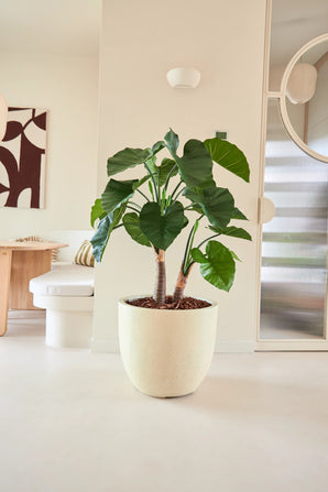 Piante Finte Alocasia 120 cm
