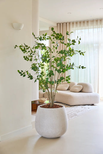 De Kunstplant Ficus van 180 cm, met zijn weelderige groene bladeren, staat trots op een lichte vloer in een moderne, lichte woonkamer met een witte bank, een zacht vloerkleed en doorschijnende gordijnen die natuurlijk licht binnenlaten.