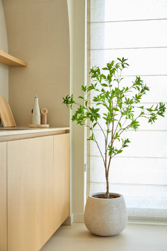 Una pianta artificiale Pieris Japonica di 150 cm si trova vicino a una finestra con tende traslucide in una cucina moderna e minimalista con mobili in legno chiaro e toni neutri.