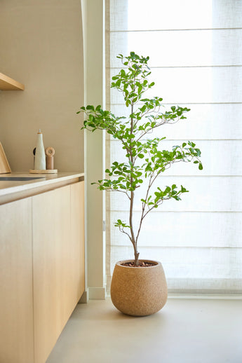 Een kunstplant van het type Terminalia Catappa van 150 cm met levendig groene bladeren staat op de vloer naast een licht houten aanrecht en een groot raam met witte, doorschijnende gordijnen.