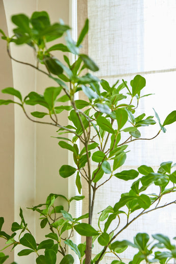 Een kunstplant Terminalia Catappa van 150 cm, met zijn hoge groene vorm en brede bladeren, staat bij een licht raam met doorschijnende gordijnen, waardoor natuurlijk licht de kamer binnenvalt.