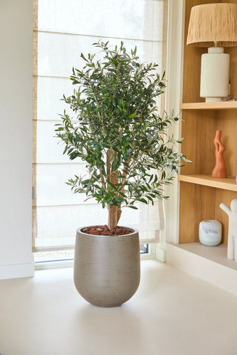 Een kamerplant in een pot met groene bladeren staat op een lichte vloer bij een raam. Op de achtergrond staan houten planken met decoratieve voorwerpen, en een Kunst Olijfplant 120 cm UV voegt een vleugje ongedwongen groen toe aan het tafereel.