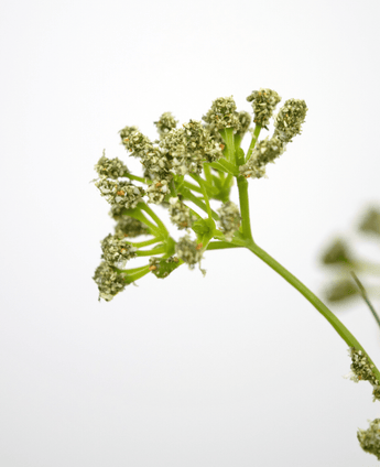 Erba artificiale Fiore di porro Erba di cipolla vaso 60 cm ignifugo