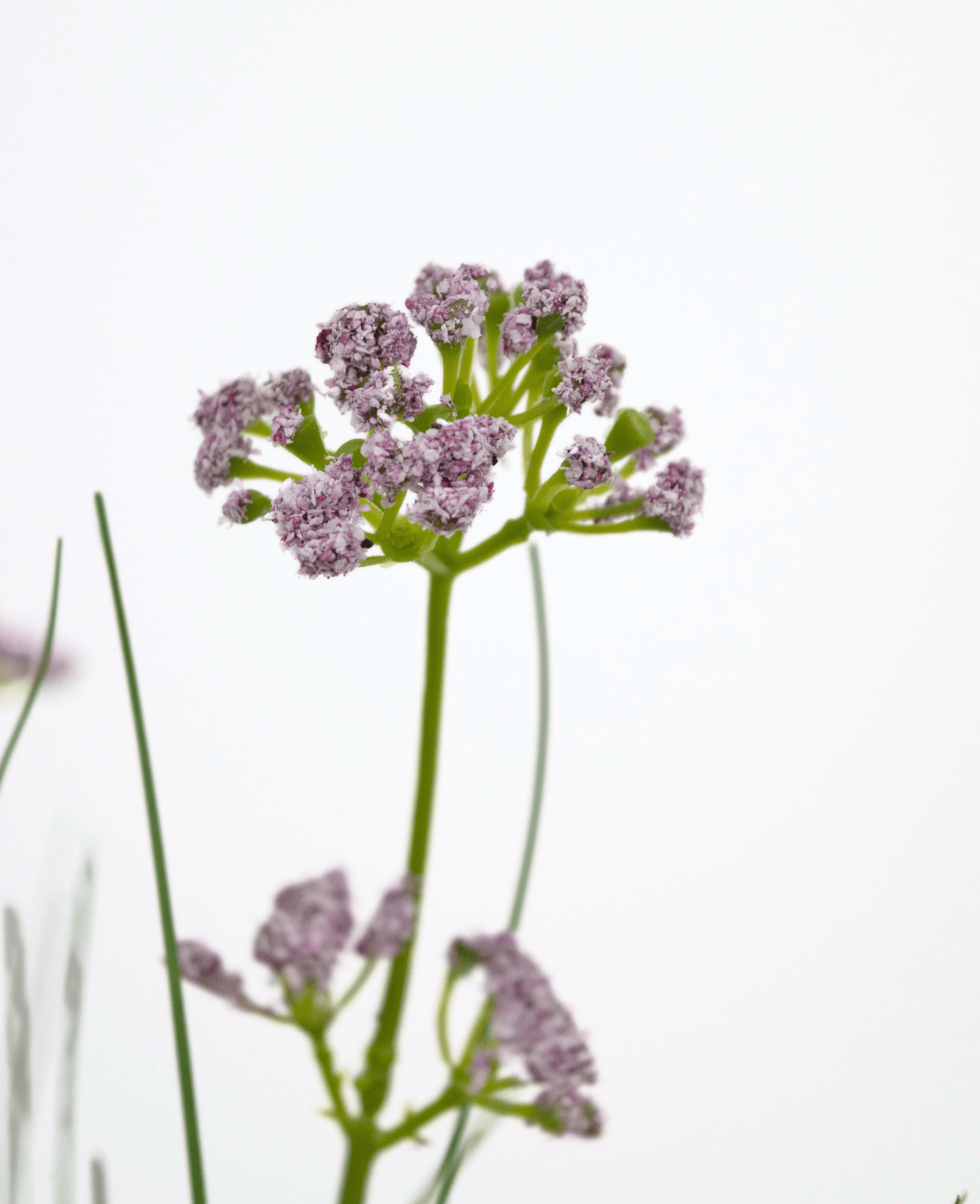 Erba artificiale Fiore di porro Erba di cipolla vaso 60 cm ignifugo