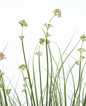 Erba artificiale Porro Fiore Cipolla Erba vaso 120cm ignifugo