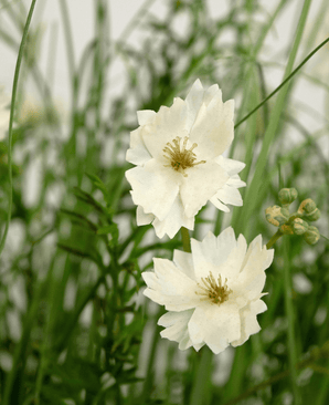 Erba artificiale bianca Gesang Flower onion grass vaso 90cm ignifugo