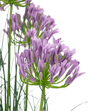 Erba artificiale viola Agapanthus onion grass vaso 90cm ignifugo