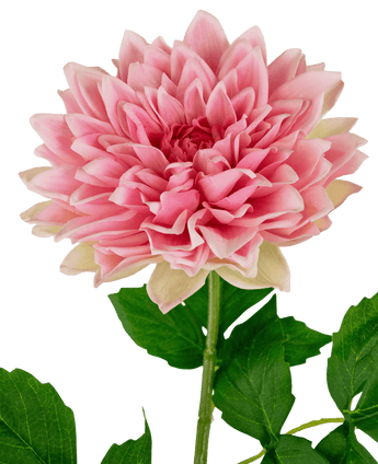 Finti Georgine Real Touch Rosa 70 cm