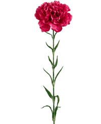 Fiore artificiale Garofano 69 cm rosa duro