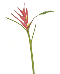 Fiore artificiale Heliconia 90 cm fucsia