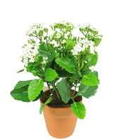 Fiore artificiale Kalanchoe 31 cm bianco