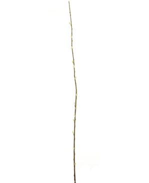 Fiore artificiale Salix willow 150 cm