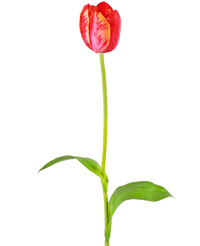 Fiore artificiale Tulipano francese 60 cm rosso