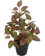 Fittonia Artificiale Rossa in Vaso 35cm