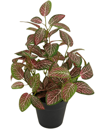 Fittonia Artificiale Rossa in Vaso 35cm