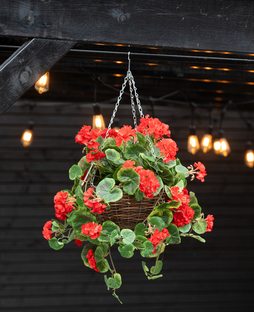 La begonia artificiale rossa in cestino UV da 70 cm presenta begonie artificiali rosse vivaci e foglie verdi lussureggianti in un cestino sospeso, perfetto per aggiungere colore sotto le calde luci ambientali all'interno o all'esterno.