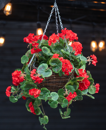 De Kunstbegonia Rood in Mand UV 70cm heeft levendige rode kunstbegonia's en weelderige groene bladeren in een hangende mand met kettingen, perfect om kleur toe te voegen aan je ruimte. Warme strijklichtjes verlichten zachtjes de onscherpe achtergrond.
