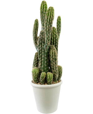De Kunst Cactus 62 cm heeft meerdere rechtopstaande, stekelige groene stengels in een witte pot met kiezels, tegen een effen witte achtergrond.