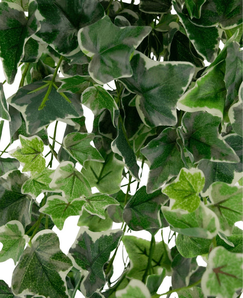 Primo piano di Edera Artificiale 70 cm verde/bianco: foglie di edera variegate di verde e bianco con bordi seghettati e venature visibili, fittamente fitte in modo che lo sfondo sia in gran parte nascosto dal fogliame rigoglioso.