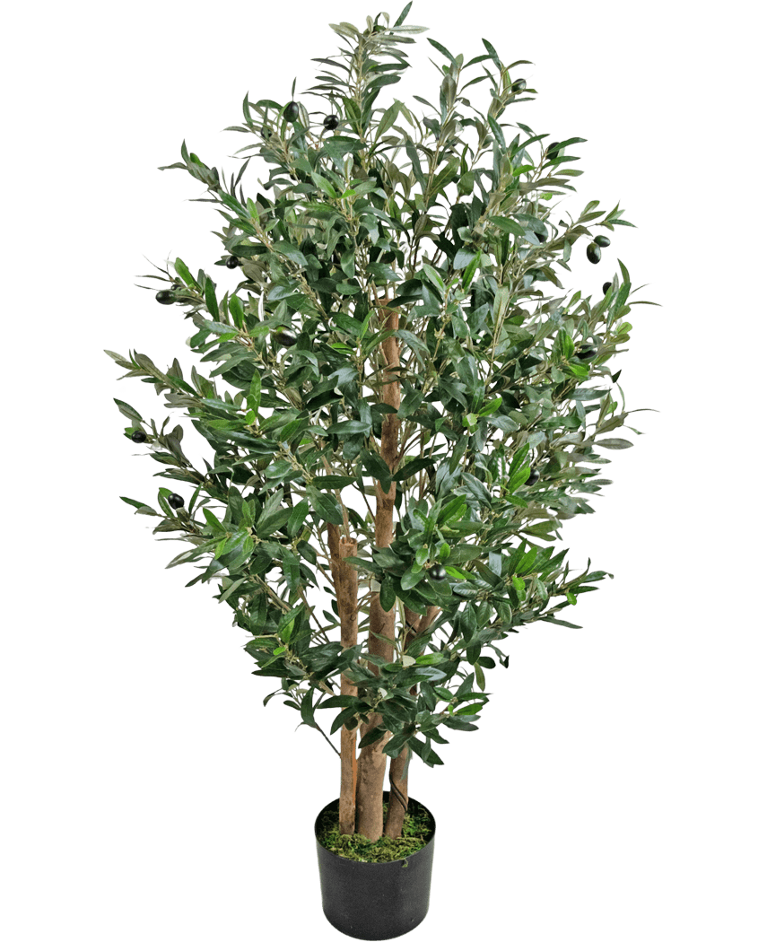 La pianta di olivo artificiale 120 cm UV è un alto olivo artificiale con tronchi multipli di legno e foglie verdi dense in un piccolo vaso nero.