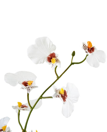 Een close-up van de Kunst Oncidium Real Touch 48 cm wit toont de delicate witte orchideeënbloemen met gele en bruine hartjes tegen een effen witte achtergrond.